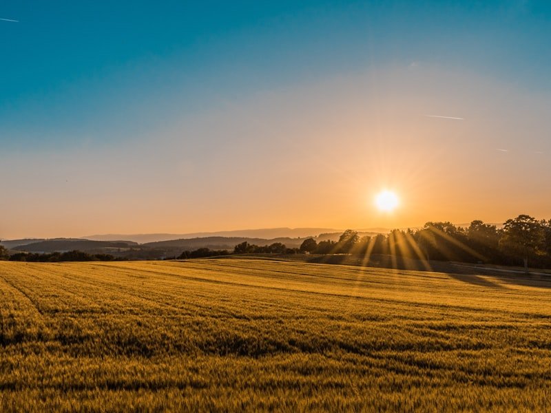 Sridevi premium farm land with golden fields at sunset